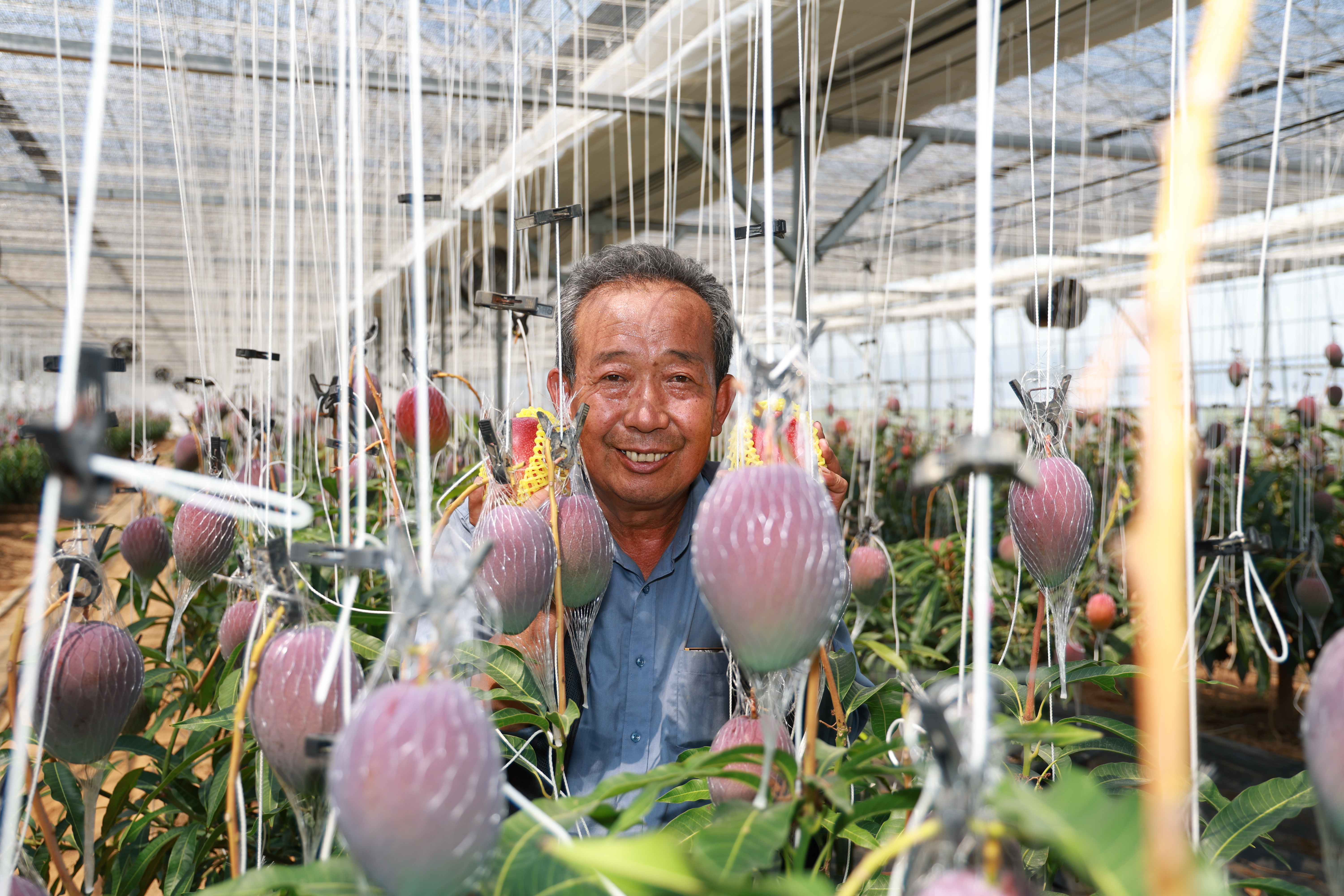 ‘새콤달달’ 지리산 청정골 산청 애플망고 수확 한창 4